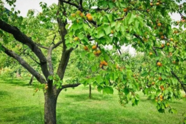 Участок 4 сот. (ИЖС)